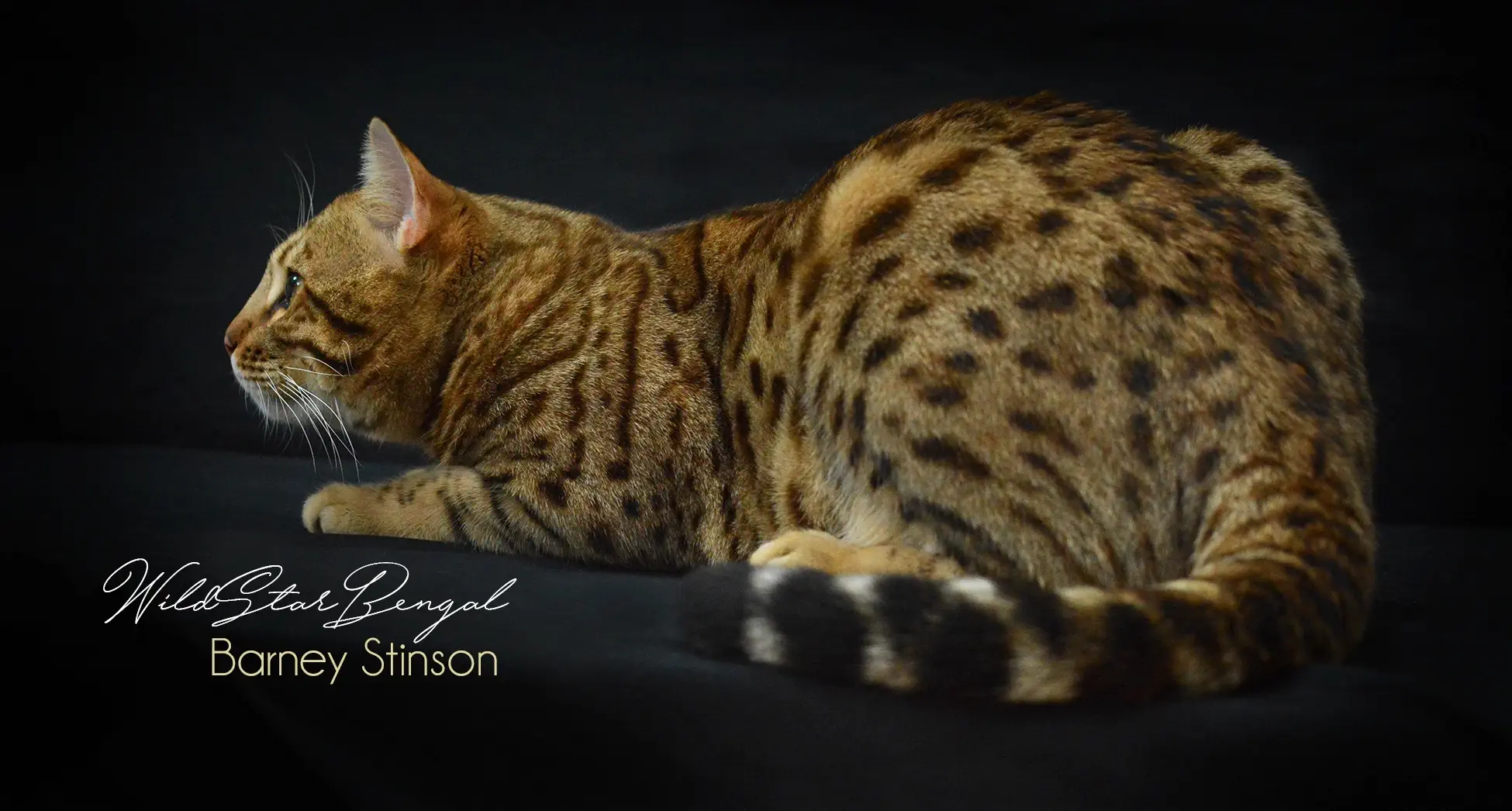 Chat Bengal